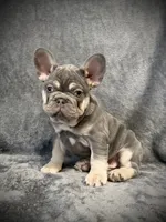 Rudolph, a male French Bulldog for sale in Muncie, IN – Photo 3 of 8