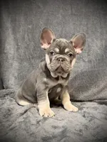 Rudolph, a male French Bulldog for sale in Muncie, IN – Photo 1 of 8