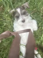 Spade, a male Miniature Schnauzer for sale in East Texas, PA – 3 of 3