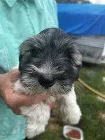 Frisco, a male Miniature Schnauzer for sale in East Texas, PA – 1 of 4