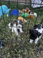 Nicki , a female Miniature Schnauzer for sale in East Texas, PA – 5 of 5