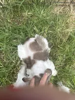 Vital, a male Miniature Schnauzer for sale in East Texas, PA – 3 of 4
