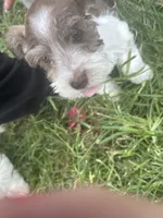 Vital, a male Miniature Schnauzer for sale in East Texas, PA – 4 of 4