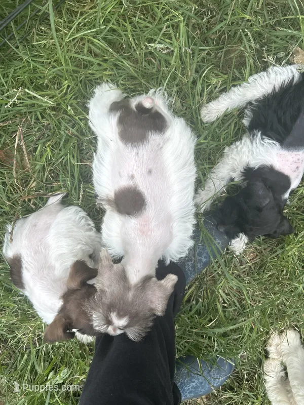 Spade – Miniature Schnauzer puppy for sale in East Texas, PA