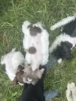 Spade, a male Miniature Schnauzer for sale in East Texas, PA – 1 of 3