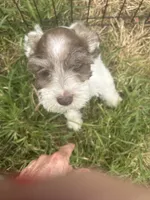 Vital, a male Miniature Schnauzer for sale in East Texas, PA – 2 of 4