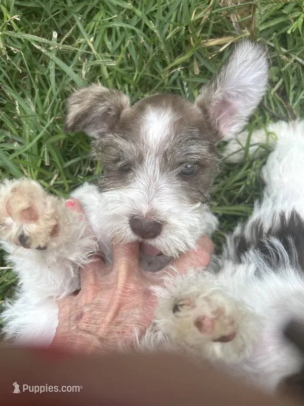 Vital – Miniature Schnauzer puppy for sale in East Texas, PA