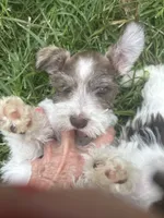 Vital, a male Miniature Schnauzer for sale in East Texas, PA – 1 of 4