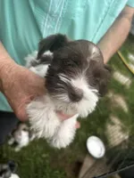 Sweetie , a female Miniature Schnauzer for sale in East Texas, PA – 4 of 5