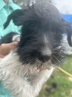 Nicki , a female Miniature Schnauzer for sale in East Texas, PA – 4 of 5