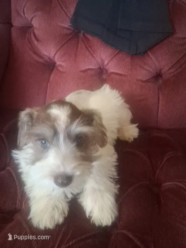 Ace – Miniature Schnauzer puppy for sale in East Texas, PA
