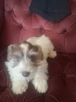 Ace, a male Miniature Schnauzer for sale in East Texas, PA – 1 of 1