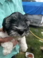 Frisco, a male Miniature Schnauzer for sale in East Texas, PA – 3 of 4
