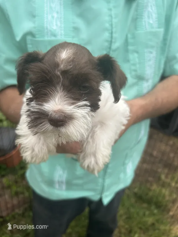 Sweetie  – Miniature Schnauzer puppy for sale in East Texas, PA