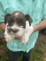 Sweetie , a female Miniature Schnauzer for sale in East Texas, PA – 1 of 5