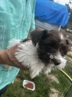 Sweetie , a female Miniature Schnauzer for sale in East Texas, PA – 5 of 5