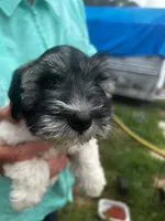 Frisco, a male Miniature Schnauzer for sale in East Texas, PA – 4 of 4