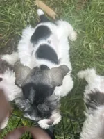 Frisco, a male Miniature Schnauzer for sale in East Texas, PA – 2 of 4