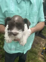 Sweetie , a female Miniature Schnauzer for sale in East Texas, PA – 2 of 5