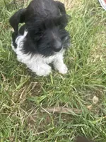 Nicki , a female Miniature Schnauzer for sale in East Texas, PA – 2 of 5