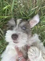 Spade, a male Miniature Schnauzer for sale in East Texas, PA – 2 of 3