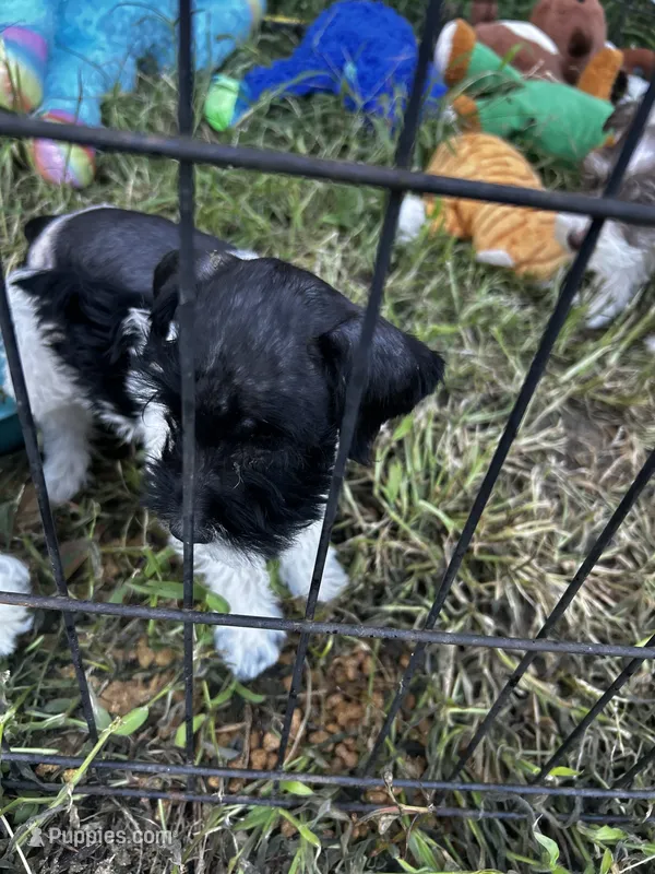 Nicki  – Miniature Schnauzer puppy for sale in East Texas, PA