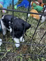 Nicki , a female Miniature Schnauzer for sale in East Texas, PA – 1 of 5