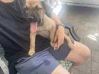 Tina, a female Belgian Malinois and Golden Retriever for sale in Compton, CA – 2 of 4