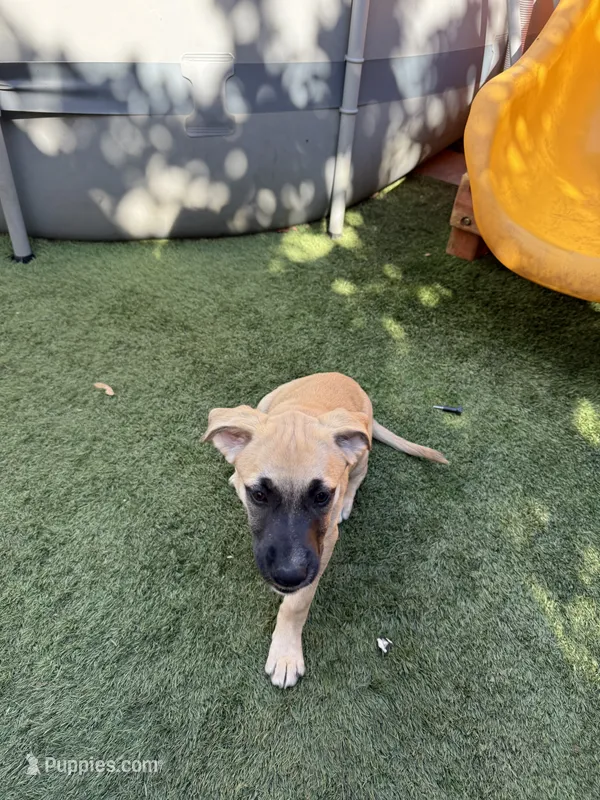 Luna – Belgian Malinois, Golden Retriever puppy for sale in Compton, CA