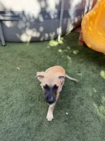 Luna, a female Belgian Malinois and Golden Retriever for sale in Compton, CA – 1 of 4