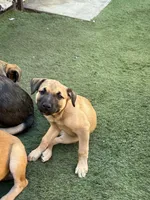 Tina, a female Belgian Malinois and Golden Retriever for sale in Compton, CA – 4 of 4