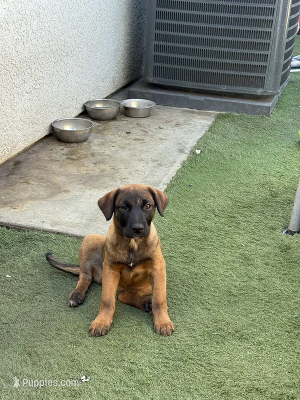 Tiana – Belgian Malinois, Golden Retriever puppy for sale in Compton, CA