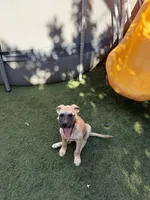 Luna, a female Belgian Malinois and Golden Retriever for sale in Compton, CA – 4 of 4