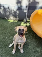 Luna, a female Belgian Malinois and Golden Retriever for sale in Compton, CA – 2 of 4