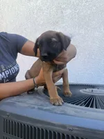 Tiana, a female Belgian Malinois and Golden Retriever for sale in Compton, CA – 2 of 5