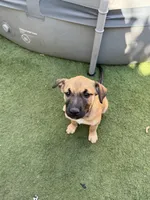 Tina, a female Belgian Malinois and Golden Retriever for sale in Compton, CA – 3 of 4