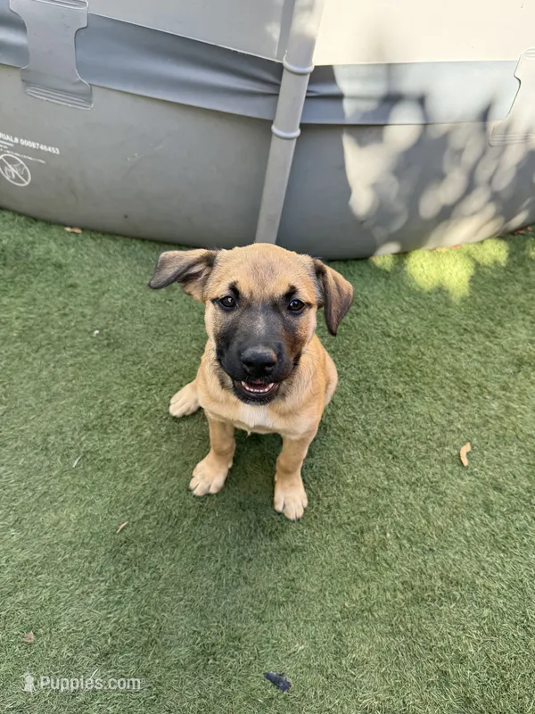 Tina – Belgian Malinois, Golden Retriever puppy for sale in Compton, CA