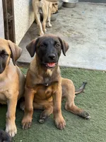 Tiana, a female Belgian Malinois and Golden Retriever for sale in Compton, CA – 3 of 5