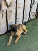 Penny , a female Belgian Malinois and Golden Retriever for sale in Compton, CA – 5 of 5