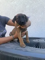 Tiana, a female Belgian Malinois and Golden Retriever for sale in Compton, CA – 4 of 5