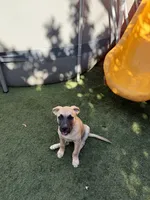 Luna, a female Belgian Malinois and Golden Retriever for sale in Compton, CA – 3 of 4
