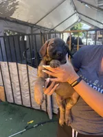 Penny , a female Belgian Malinois and Golden Retriever for sale in Compton, CA – 3 of 5