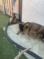 Tiana, a female Belgian Malinois and Golden Retriever for sale in Compton, CA – 5 of 5