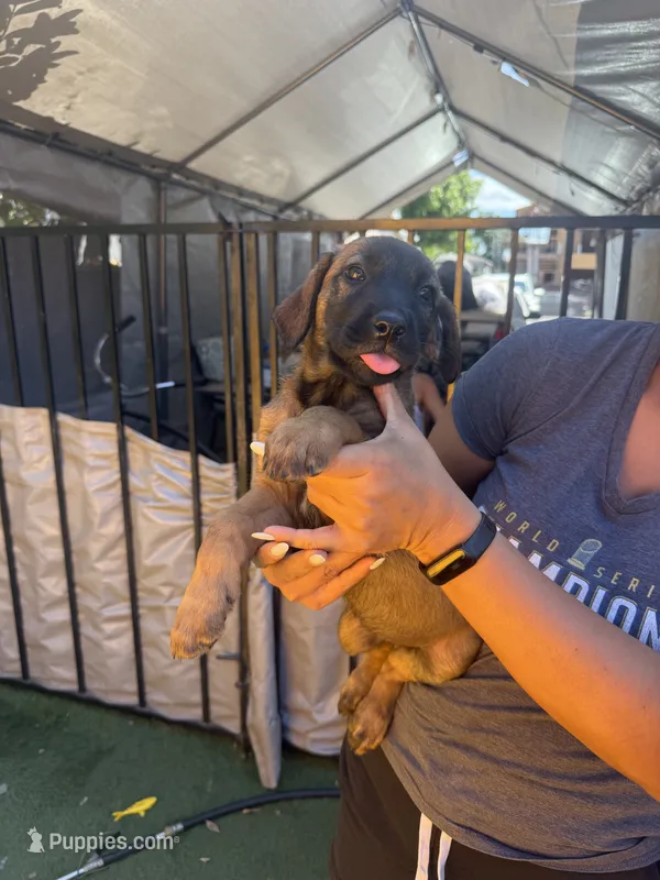 Penny  – Belgian Malinois, Golden Retriever puppy for sale in Compton, CA