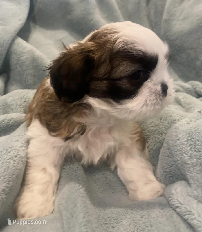 Shih Tzu puppy Benny