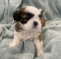 Shih Tzu puppy Benny, a male Shih Tzu for sale in West Chicago, IL – Photo 3 of 4
