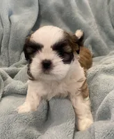 Shih Tzu puppy Benny, a male Shih Tzu for sale in West Chicago, IL – Photo 4 of 4