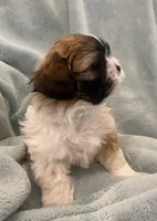 Boy Millo, a male Shih Tzu for sale in West Chicago, IL – Photo 2 of 5