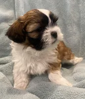 Boy Millo, a male Shih Tzu for sale in West Chicago, IL – Photo 5 of 5