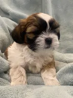 Boy Millo, a male Shih Tzu for sale in West Chicago, IL – Photo 4 of 5